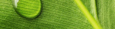 Dschungel Blatt Dschungel Blatt